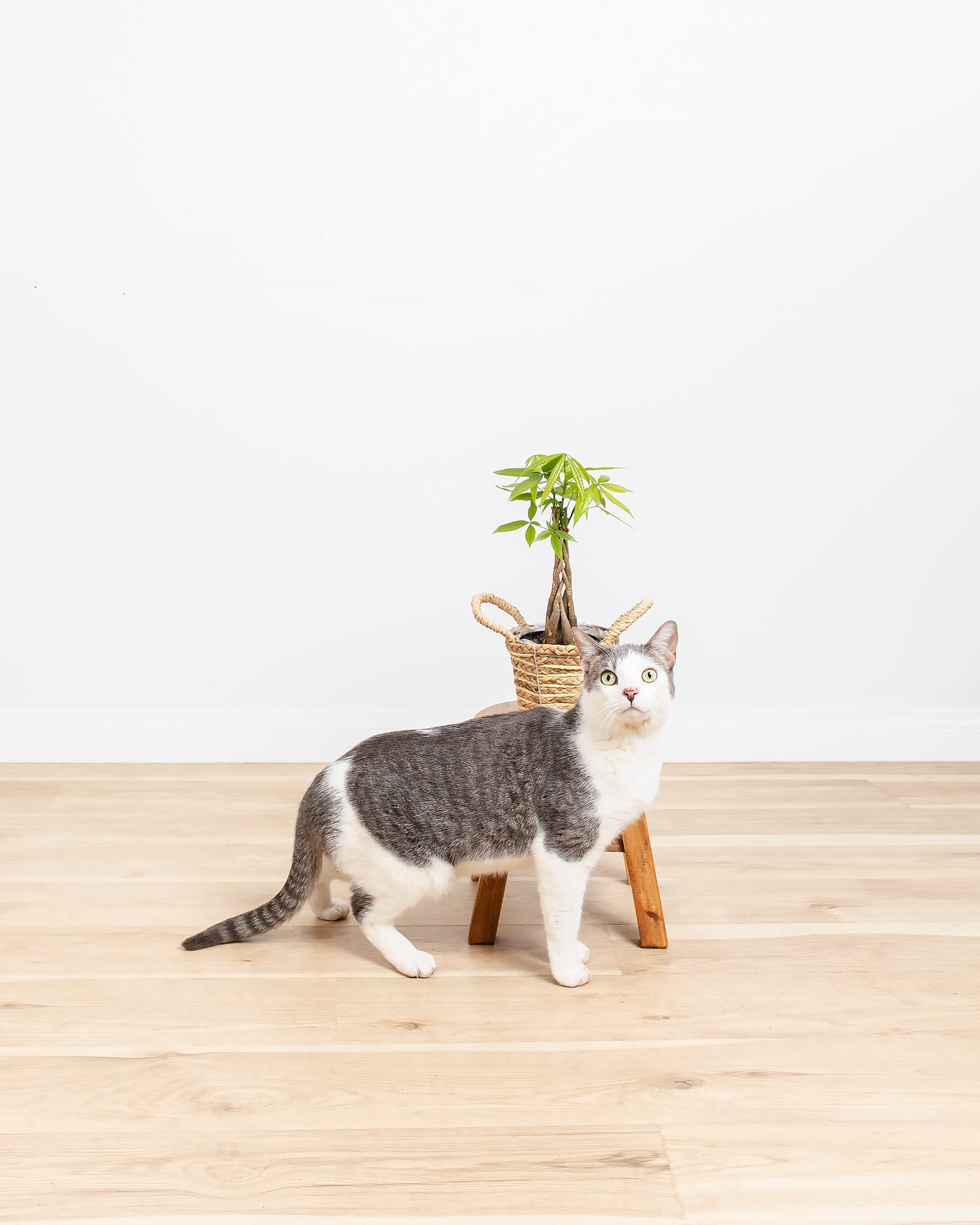 Money Tree Plant - Indoor Plants - PL_MT_4IN1 - Varnish + Vine - 6