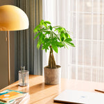 Money Tree Plant - Indoor Plants - PB_MT_ECO_MA_6IN1 - Varnish + Vine - 78