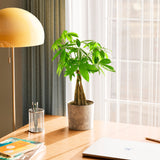 Money Tree Plant - Indoor Plants - PB_MT_ECO_MA_6IN1 - Varnish + Vine - 78