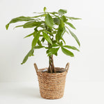 Money Tree Plant - Indoor Plants - PB_MT_BAS_LI_8IN1 - Varnish + Vine - 32