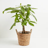 Money Tree Plant - Indoor Plants - PB_MT_BAS_LI_8IN1 - Varnish + Vine - 32
