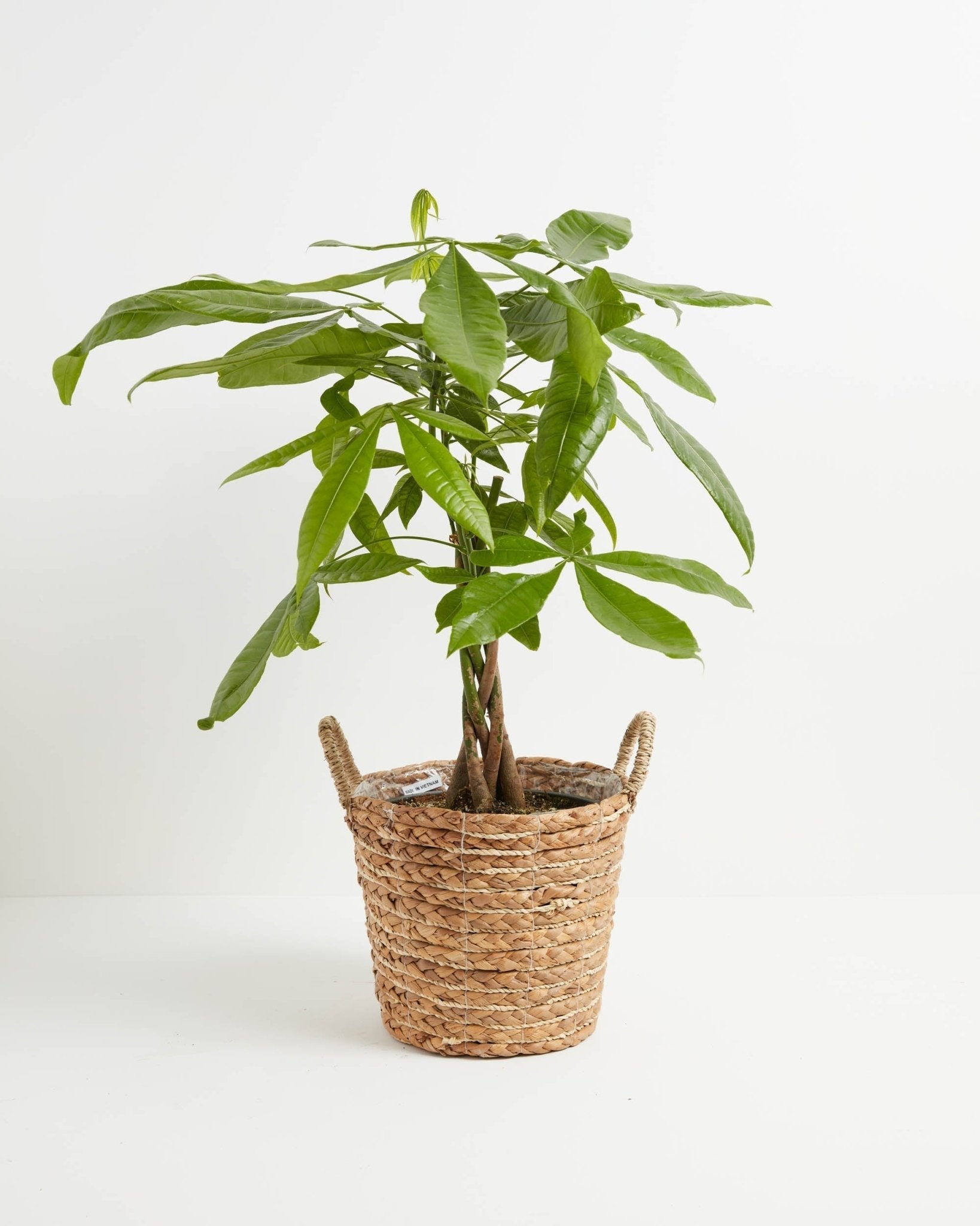 Money Tree Plant - Indoor Plants - PB_MT_BAS_LI_8IN1 - Varnish + Vine - 32