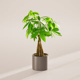 Money Tree Plant - Indoor Plants - PB_MT_ECO_CO_6IN1 - Varnish + Vine - 61