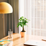 Money Tree Plant - Indoor Plants - PB_MT_CP_GW_4IN1 - Varnish + Vine - 44