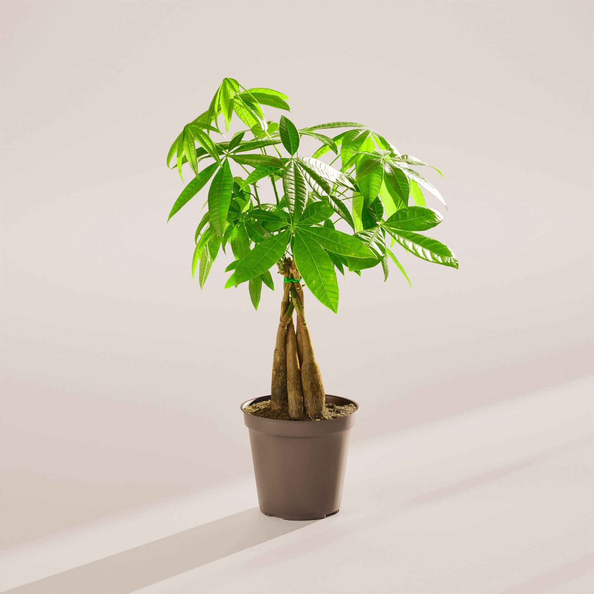 Money Tree Plant - Indoor Plants - PL_MT_6IN1 - Varnish + Vine - 82