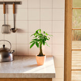 Money Tree Plant - Indoor Plants - PL_MT_4IN1 - Varnish + Vine - 53
