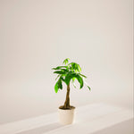 Money Tree Plant - Indoor Plants - PB_MT_ECO_CO_8IN1 - Varnish + Vine - 86