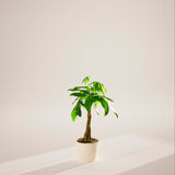 Money Tree Plant - Indoor Plants - PB_MT_ECO_CO_8IN1 - Varnish + Vine - 86