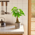 Money Tree Plant - Indoor Plants - PB_MT_ECO_MA_6IN1 - Varnish + Vine - 77