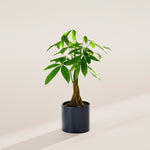 Money Tree Plant - Indoor Plants - PB_MT_CP_GW_4IN1 - Varnish + Vine - 41