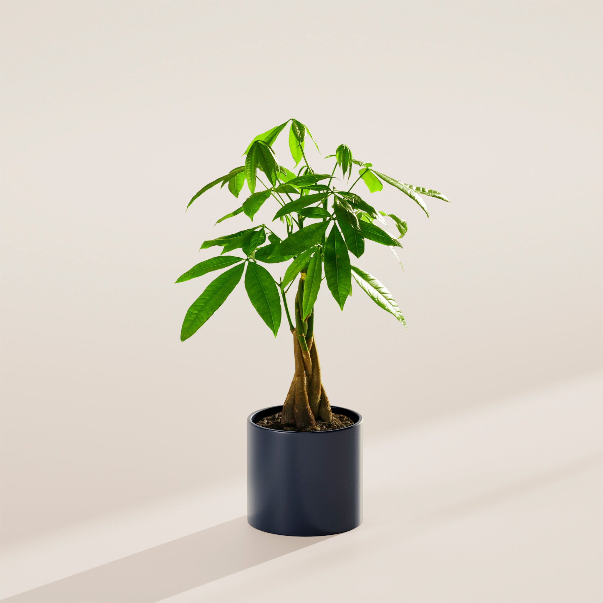 Money Tree Plant - Indoor Plants - PB_MT_CP_GW_4IN1 - Varnish + Vine - 41