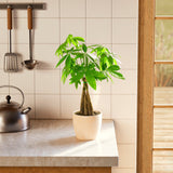 Money Tree Plant - Indoor Plants - PB_MT_ECO_EG_6IN1 - Varnish + Vine - 74