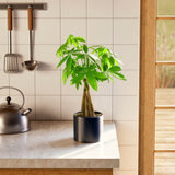 Money Tree Plant - Indoor Plants - PB_MT_ECO_CO_6IN1 - Varnish + Vine - 62
