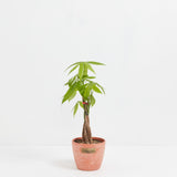 Money Tree Plant - Indoor Plants - PL_MT_4IN1 - Varnish + Vine - 18