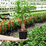 Money Tree Plant - Indoor Plants - PL_MT_4IN1 - Varnish + Vine - 5