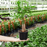 Money Tree Plant - Indoor Plants - PL_MT_4IN1 - Varnish + Vine - 5