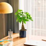 Money Tree Plant - Indoor Plants - PB_MT_ECO_CO_6IN1 - Varnish + Vine - 63