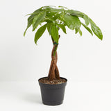 Money Tree Plant - Indoor Plants - PL_MT_4IN1 - Varnish + Vine - 14