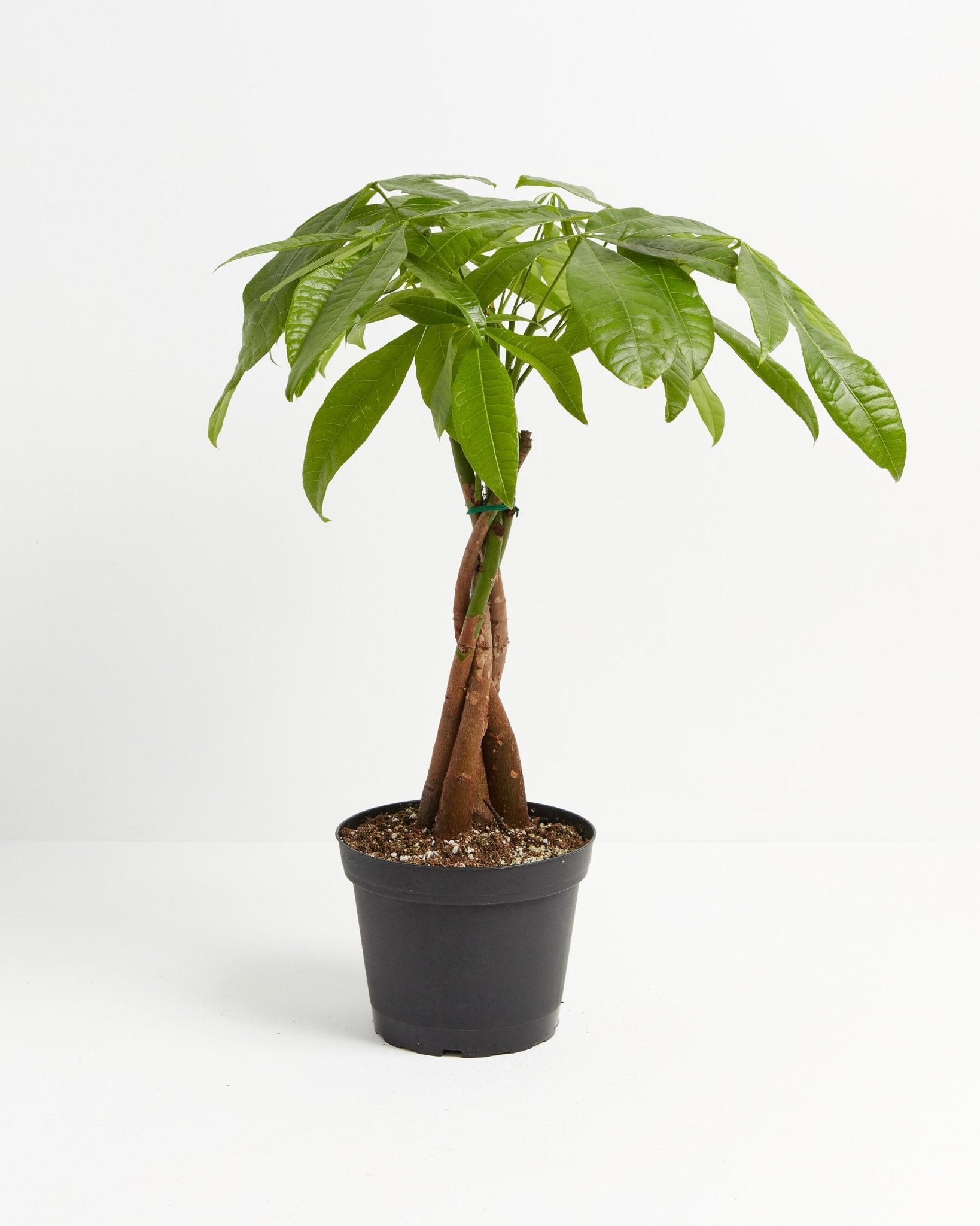 Money Tree Plant - Indoor Plants - PL_MT_4IN1 - Varnish + Vine - 14