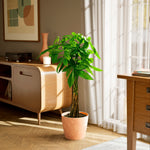 Money Tree Plant - Indoor Plants - PL_MT_10IN1 - Varnish + Vine - 94