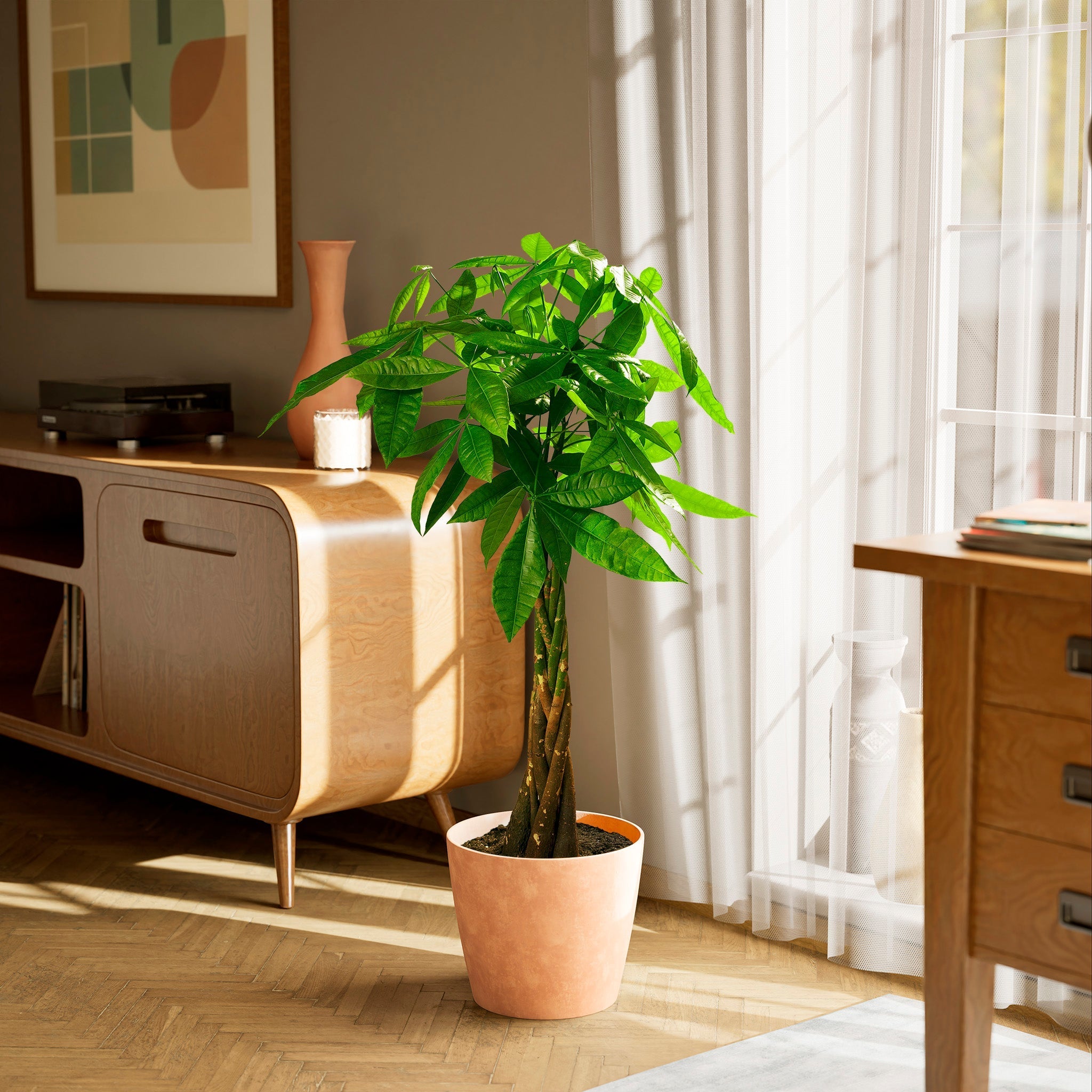Money Tree Plant - Indoor Plants - PL_MT_10IN1 - Varnish + Vine - 94