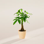Money Tree Plant - Indoor Plants - PB_MT_ECO_MA_4IN1 - Varnish + Vine - 50