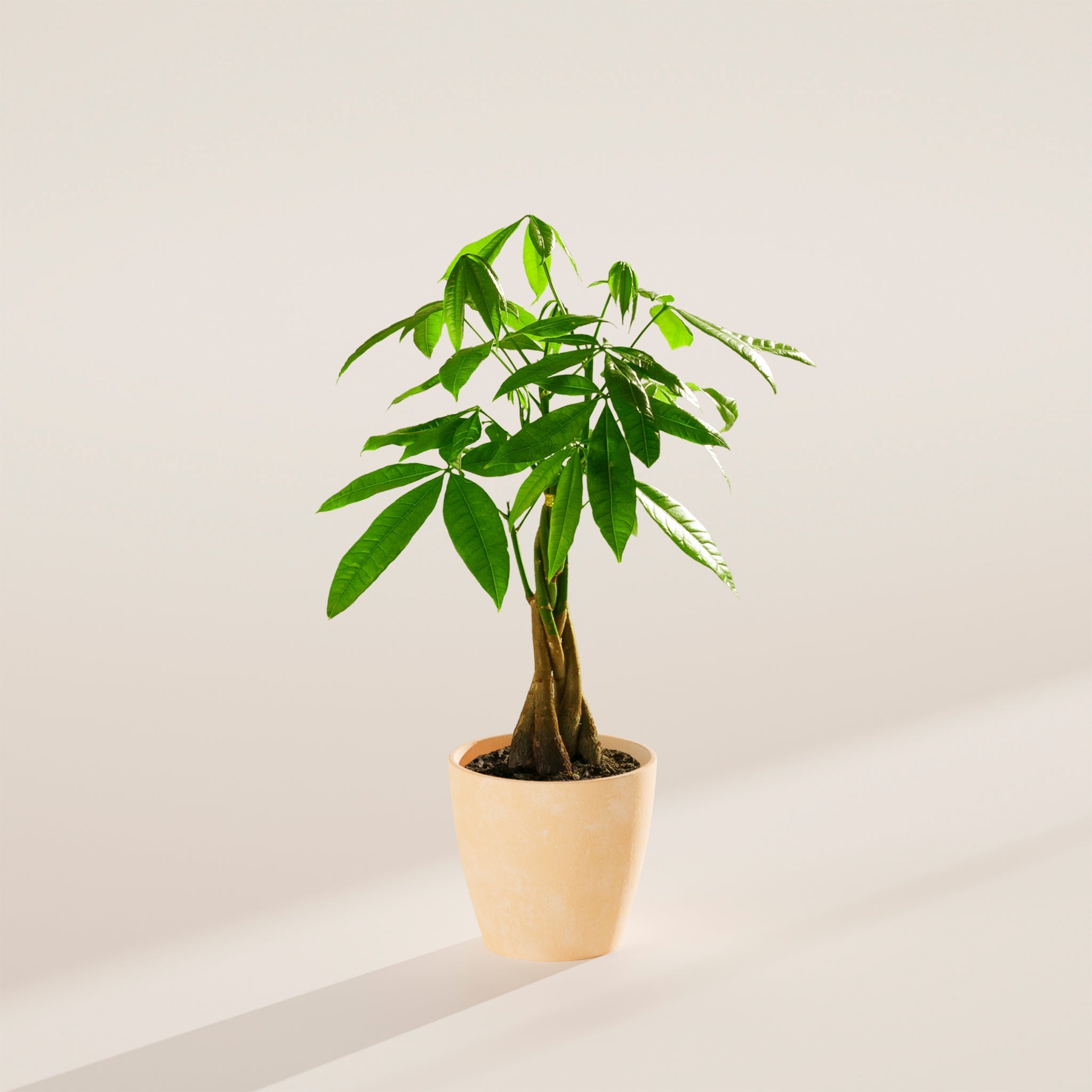 Money Tree Plant - Indoor Plants - PB_MT_ECO_MA_4IN1 - Varnish + Vine - 50