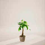 Money Tree Plant - Indoor Plants - PB_MT_ECO_EG_8IN1 - Varnish + Vine - 88