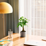 Money Tree Plant - Indoor Plants - PB_MT_CP_GW_4IN1 - Varnish + Vine - 37