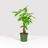 Money Tree Plant - Indoor Plants - PL_MT_4IN1 - Varnish + Vine - 10