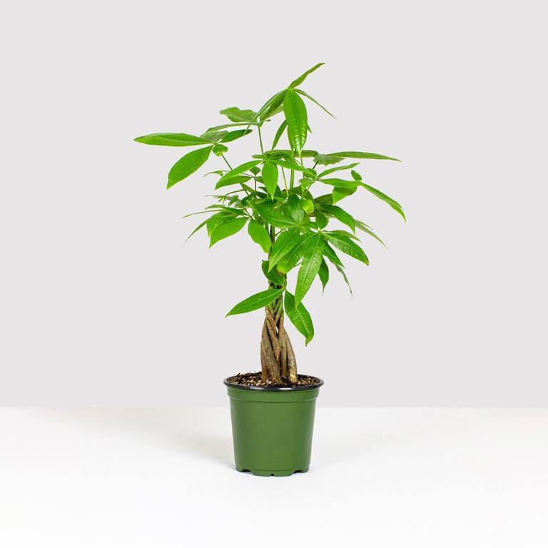 Money Tree Plant - Indoor Plants - PL_MT_4IN1 - Varnish + Vine - 10
