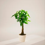 Money Tree Plant - Indoor Plants - PB_MT_ECO_CO_10IN1 - Varnish + Vine - 97