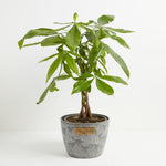 Money Tree Plant - Indoor Plants - PB_MT_BAS_LI_10IN1 - Varnish + Vine - 34