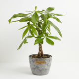 Money Tree Plant - Indoor Plants - PB_MT_BAS_LI_10IN1 - Varnish + Vine - 34