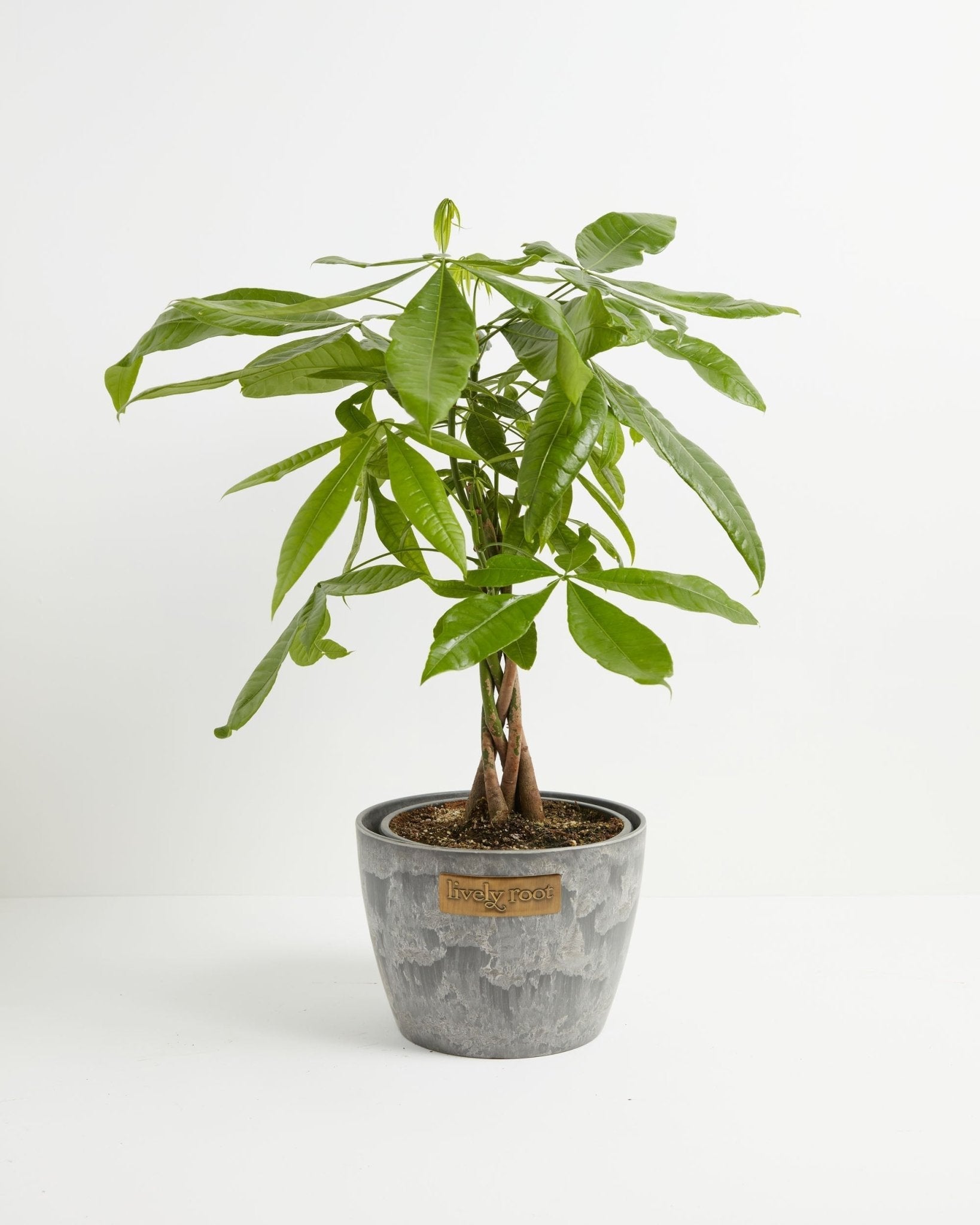 Money Tree Plant - Indoor Plants - PB_MT_BAS_LI_10IN1 - Varnish + Vine - 34