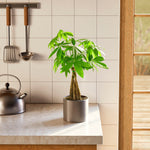 Money Tree Plant - Indoor Plants - PB_MT_ECO_CO_6IN1 - Varnish + Vine - 59