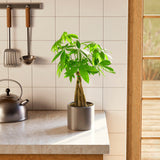 Money Tree Plant - Indoor Plants - PB_MT_ECO_CO_6IN1 - Varnish + Vine - 59