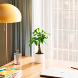 Money Tree Plant - Indoor Plants - PB_MT_CP_GW_4IN1 - Varnish + Vine - 42