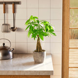 Money Tree Plant - Indoor Plants - PB_MT_ECO_CH_6IN1 - Varnish + Vine - 71