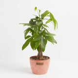 Money Tree Plant - Indoor Plants - PL_MT_4IN1 - Varnish + Vine - 22