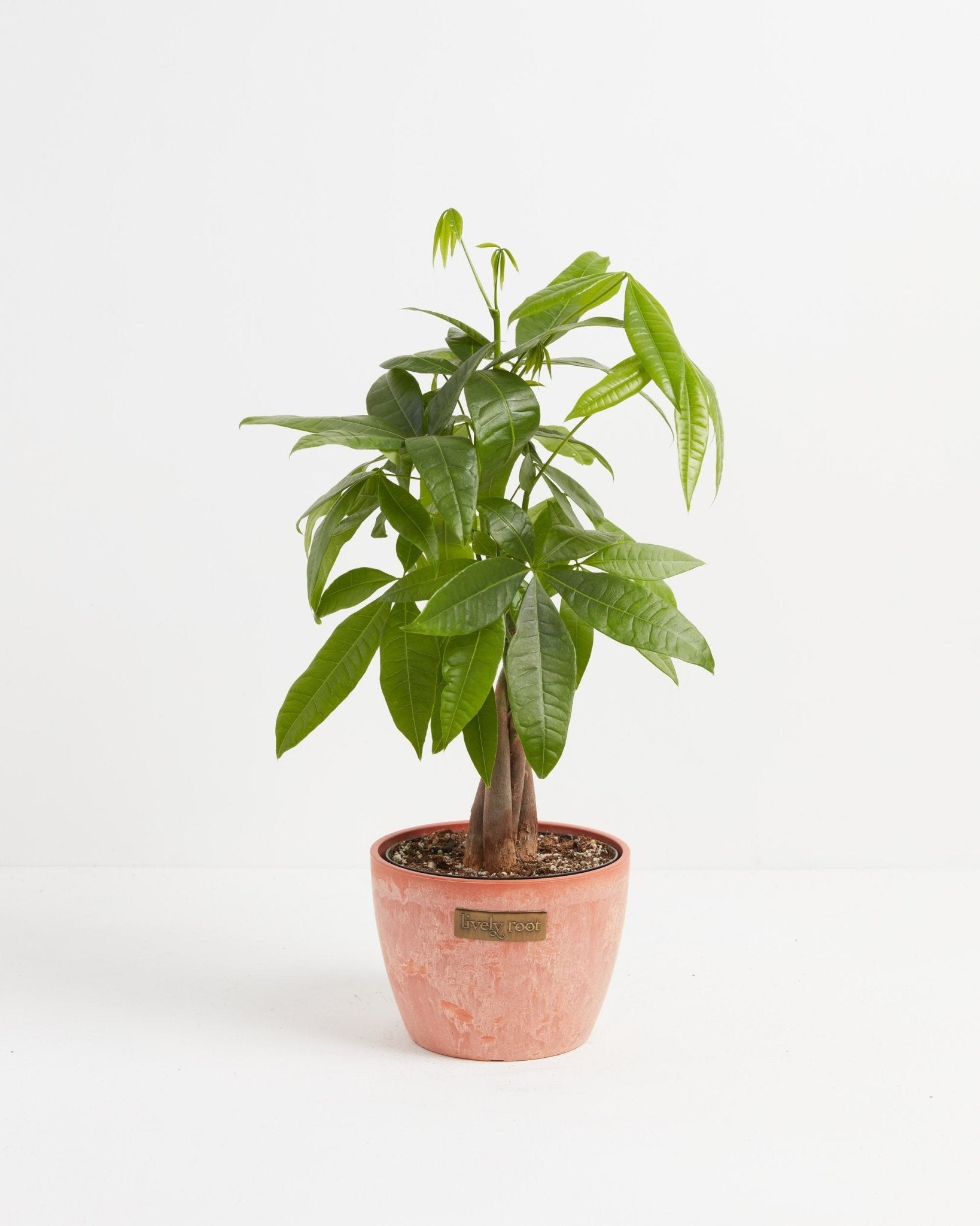 Money Tree Plant - Indoor Plants - PL_MT_4IN1 - Varnish + Vine - 22