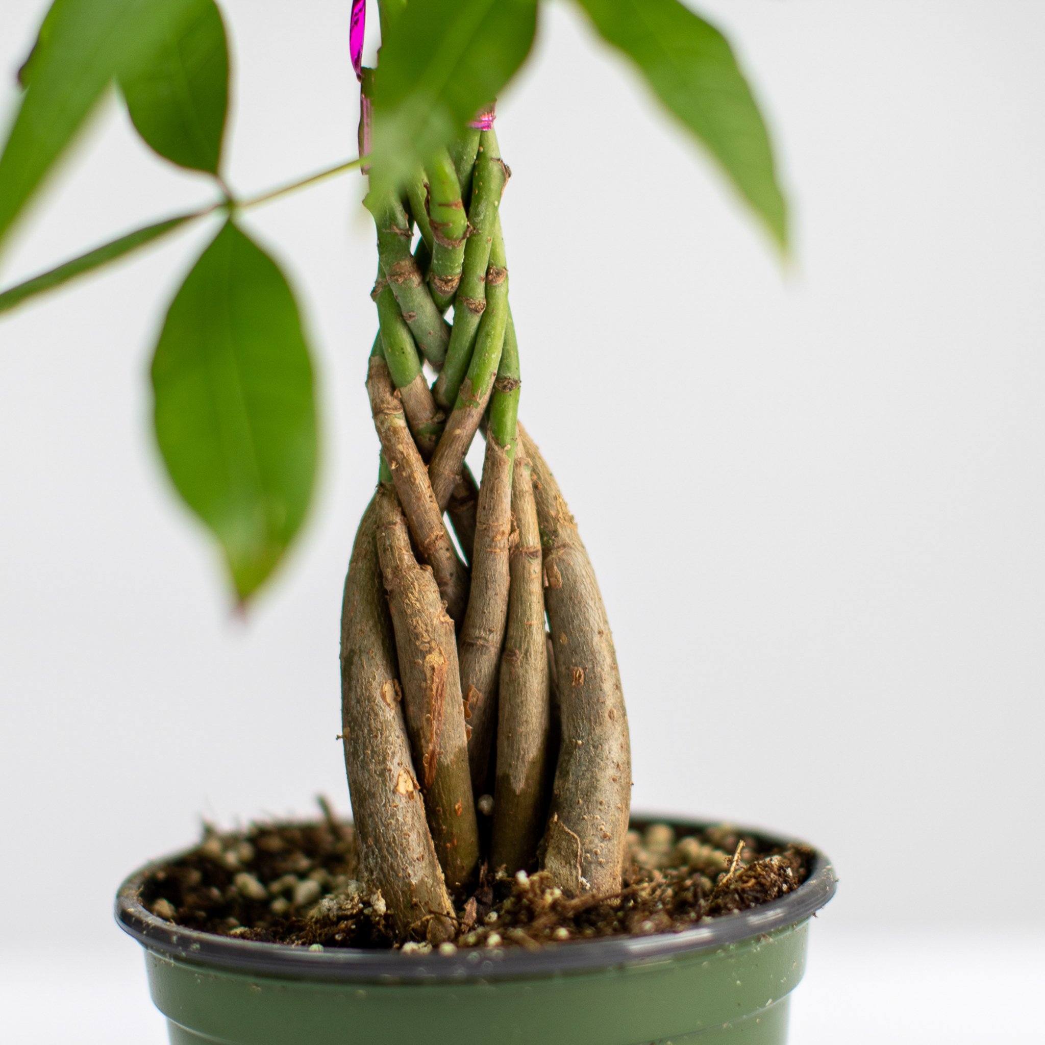 Money Tree Plant - Indoor Plants - PL_MT_4IN1 - Varnish + Vine - 9