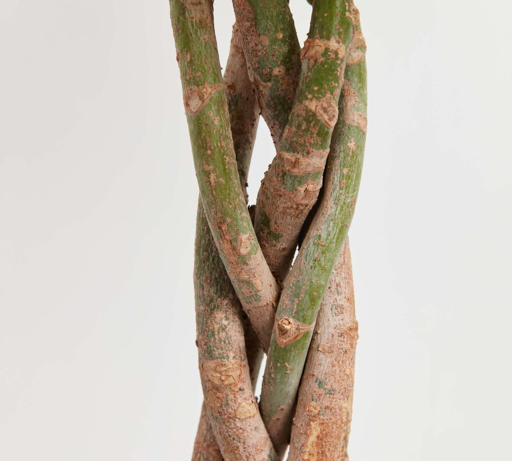 Money Tree Plant - Indoor Plants - PL_MT_4IN1 - Varnish + Vine - 3