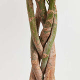 Money Tree Plant - Indoor Plants - PL_MT_4IN1 - Varnish + Vine - 3