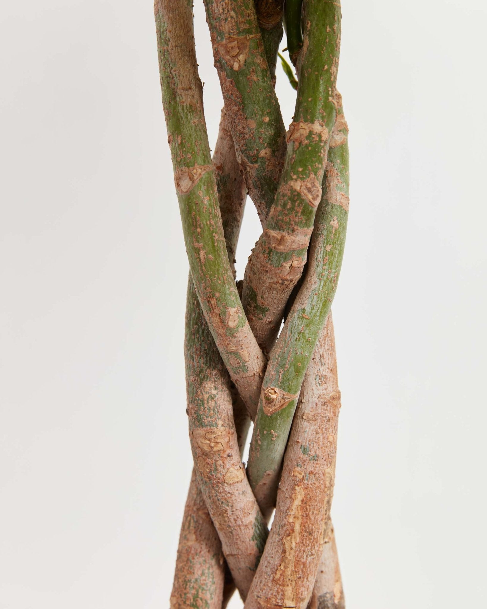 Money Tree Plant - Indoor Plants - PL_MT_4IN1 - Varnish + Vine - 3