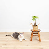 Money Tree Plant - Indoor Plants - PL_MT_4IN1 - Varnish + Vine - 7