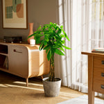 Money Tree Plant - Indoor Plants - PB_MT_ECO_CO_10IN1 - Varnish + Vine - 98