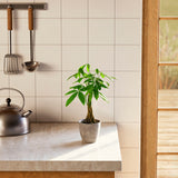 Money Tree Plant - Indoor Plants - PB_MT_ECO_CO_4IN1 - Varnish + Vine - 48