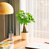 Money Tree Plant - Indoor Plants - PB_MT_ECO_EG_6IN1 - Varnish + Vine - 75