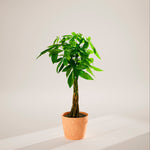 Money Tree Plant - Indoor Plants - PB_MT_ECO_CH_10IN1 - Varnish + Vine - 95